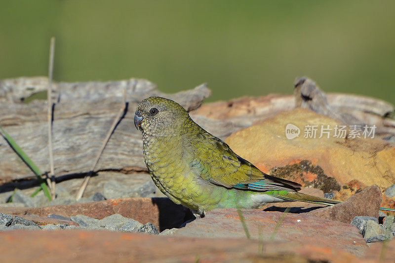 红作鹦鹉(Psephotus haematonotus)